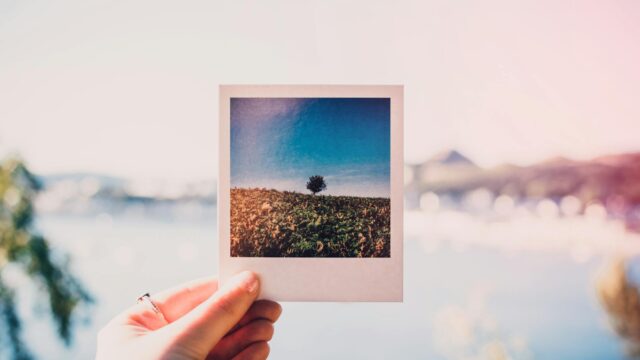 person holding photo of single tree at daytime