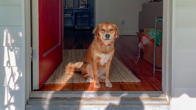 brown short coated dog sitting on brown wooden floor